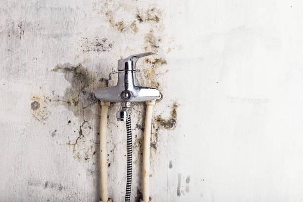 Mold Removal Process in Aubrey, TX