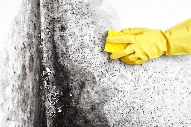 Best Residential Mold Removal  in Aubrey, TX