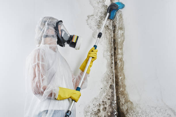 Best Attic Mold Removal  in Aubrey, TX