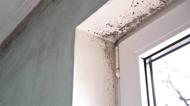Best Commercial Mold Removal  in Aubrey, TX