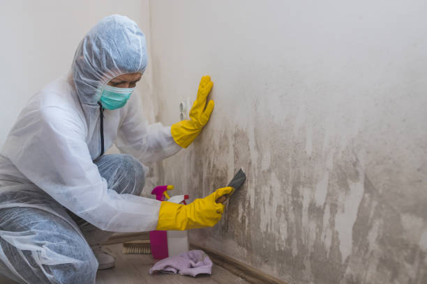 Best Toxic Mold Removal  in Aubrey, TX