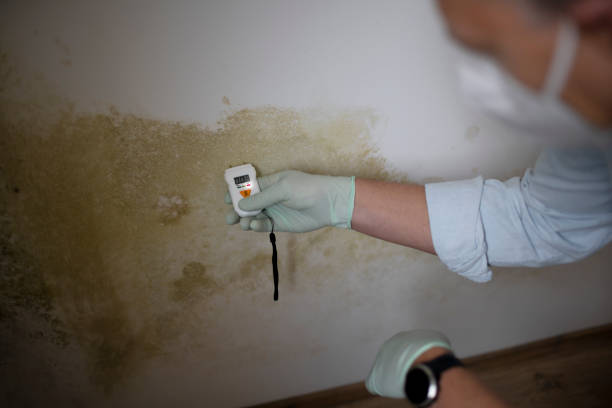 Best Mold Testing and Removal  in Aubrey, TX
