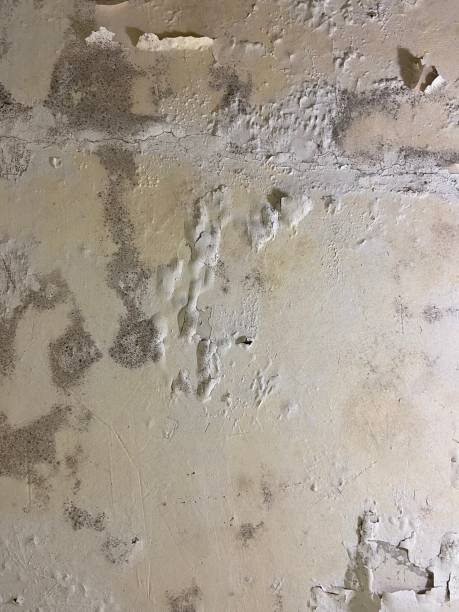Best Black Mold Removal  in Aubrey, TX