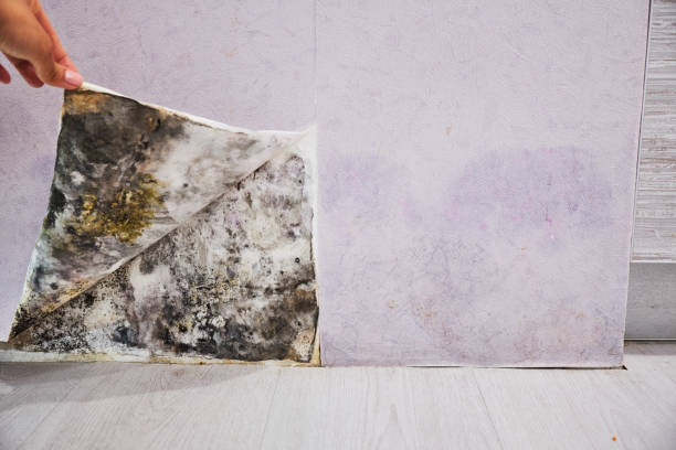 Best Professional Mold Removal  in Aubrey, TX